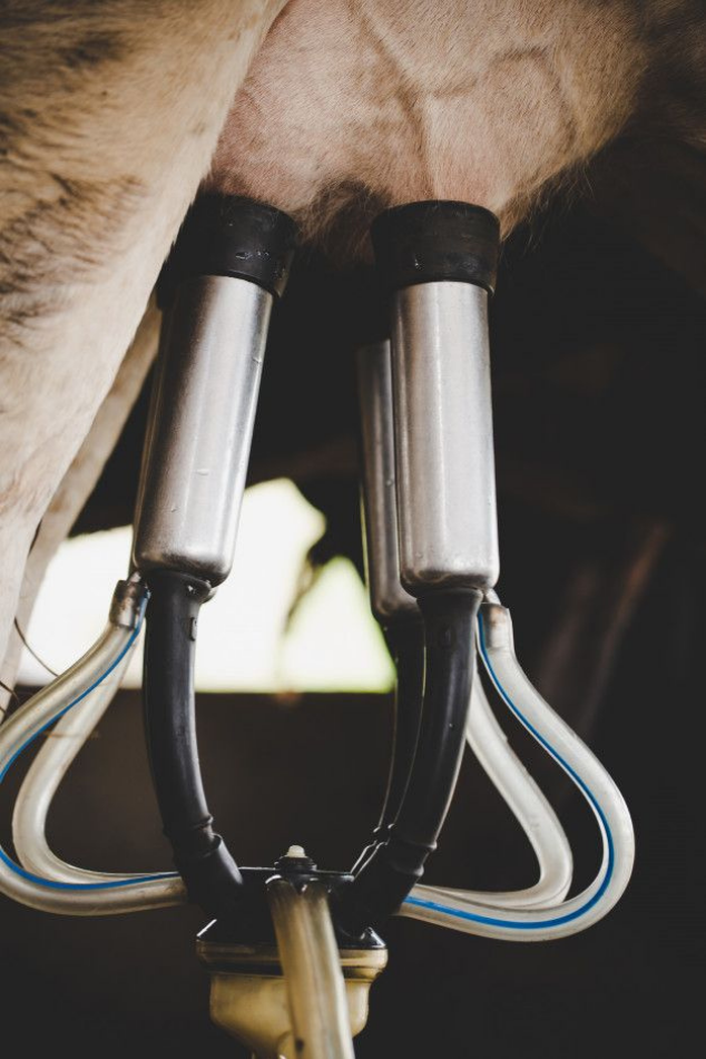 Delhi Dairy enterprises