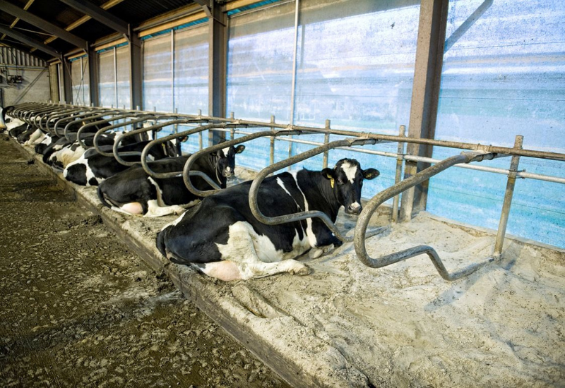 Delhi Dairy enterprises